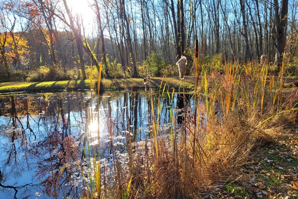 Pond in the fall.