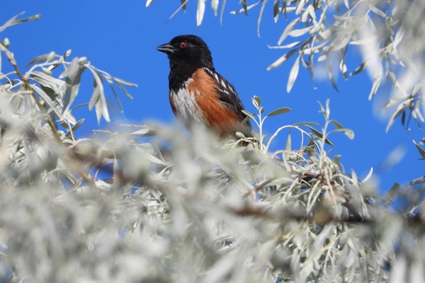 spotted towhee