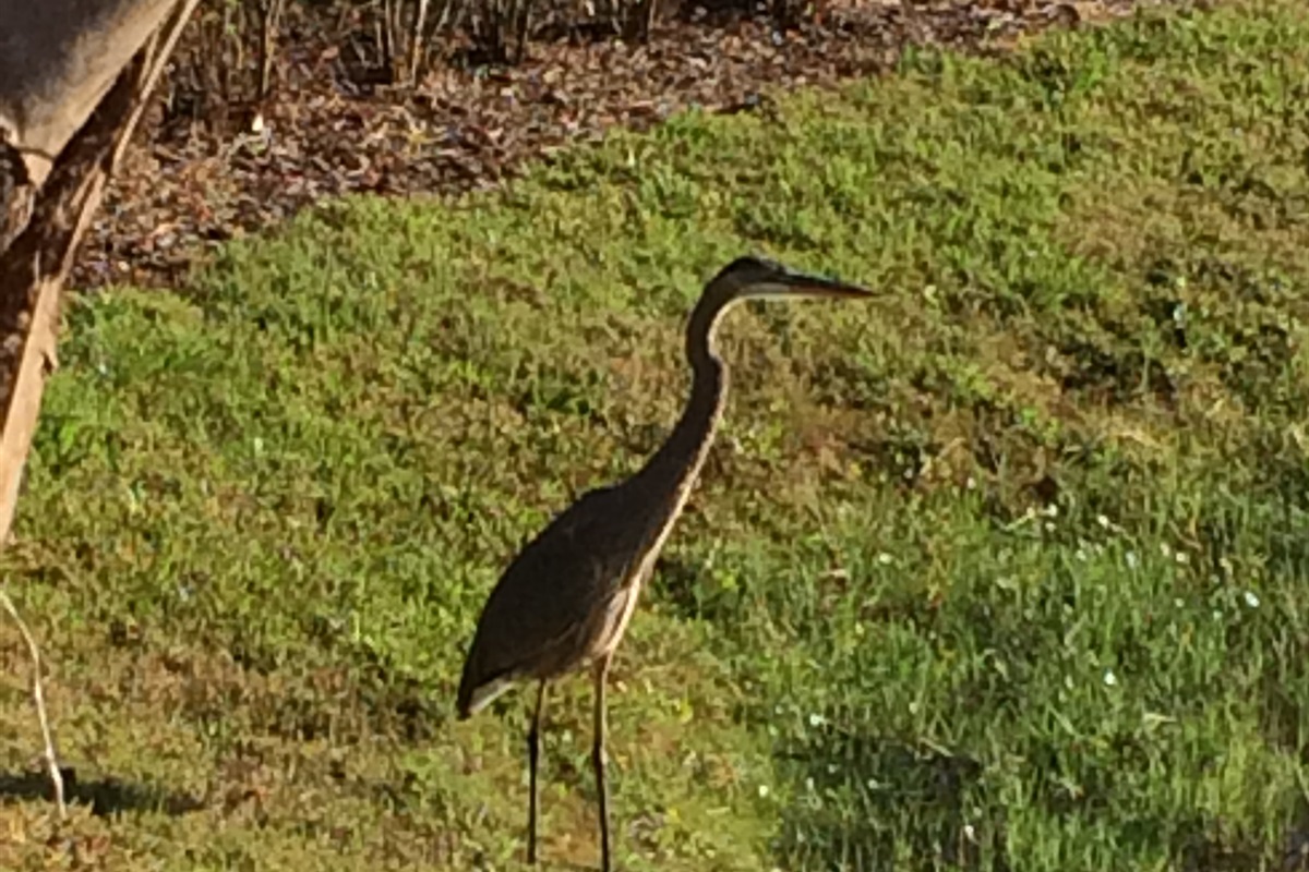 Local wildlife