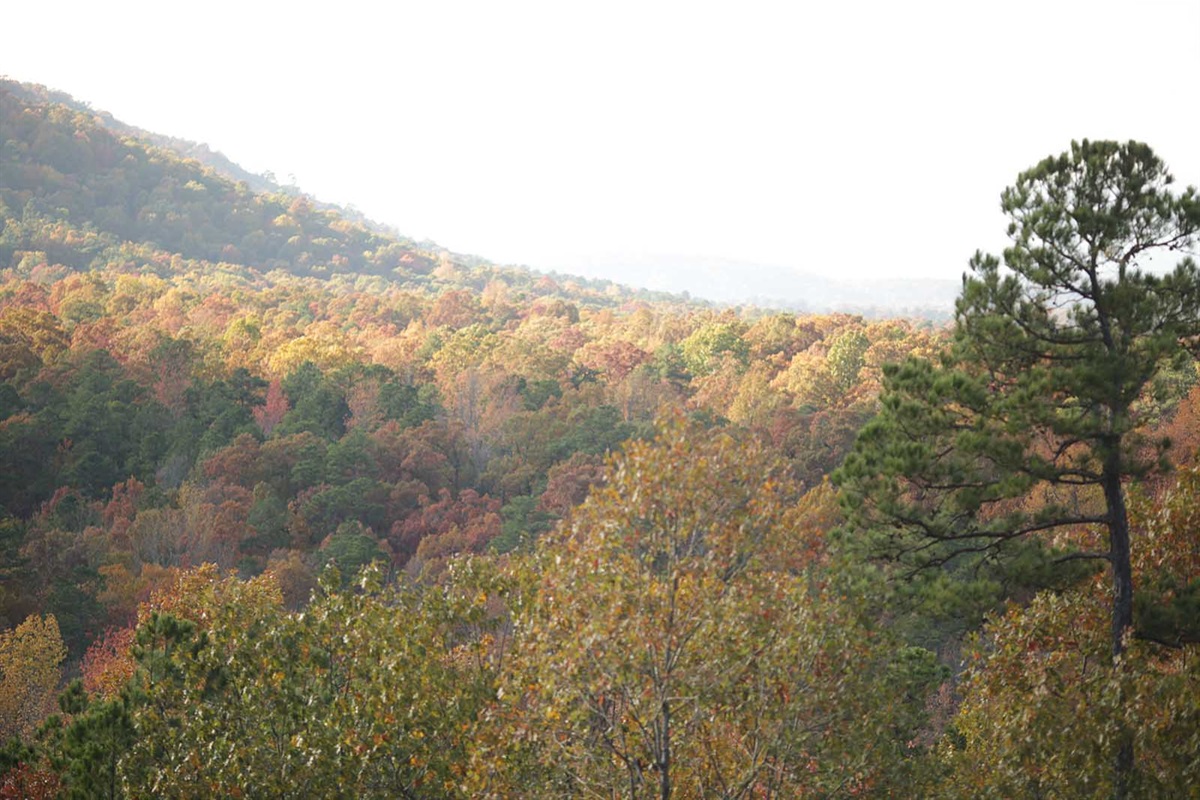National Park-like Setting!
