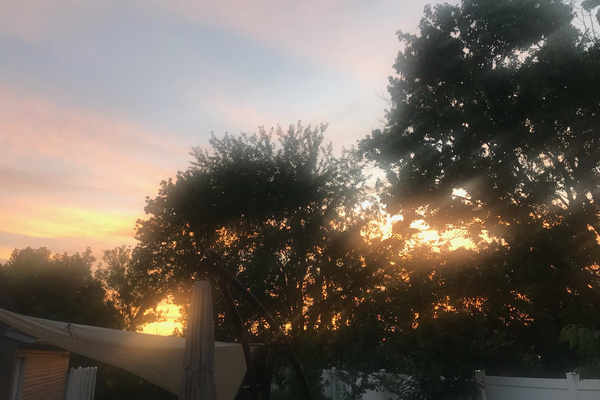 Evening light filtering through the backyard trees.