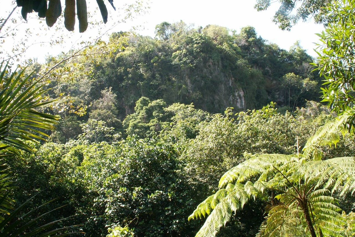 500' cliff with bat caves - adjacent to property