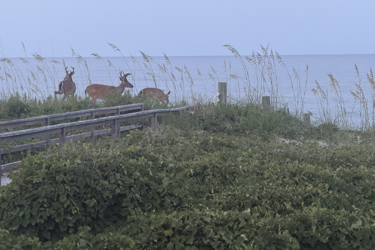 Wild life is never far in quiet Sanderling - view from the deck