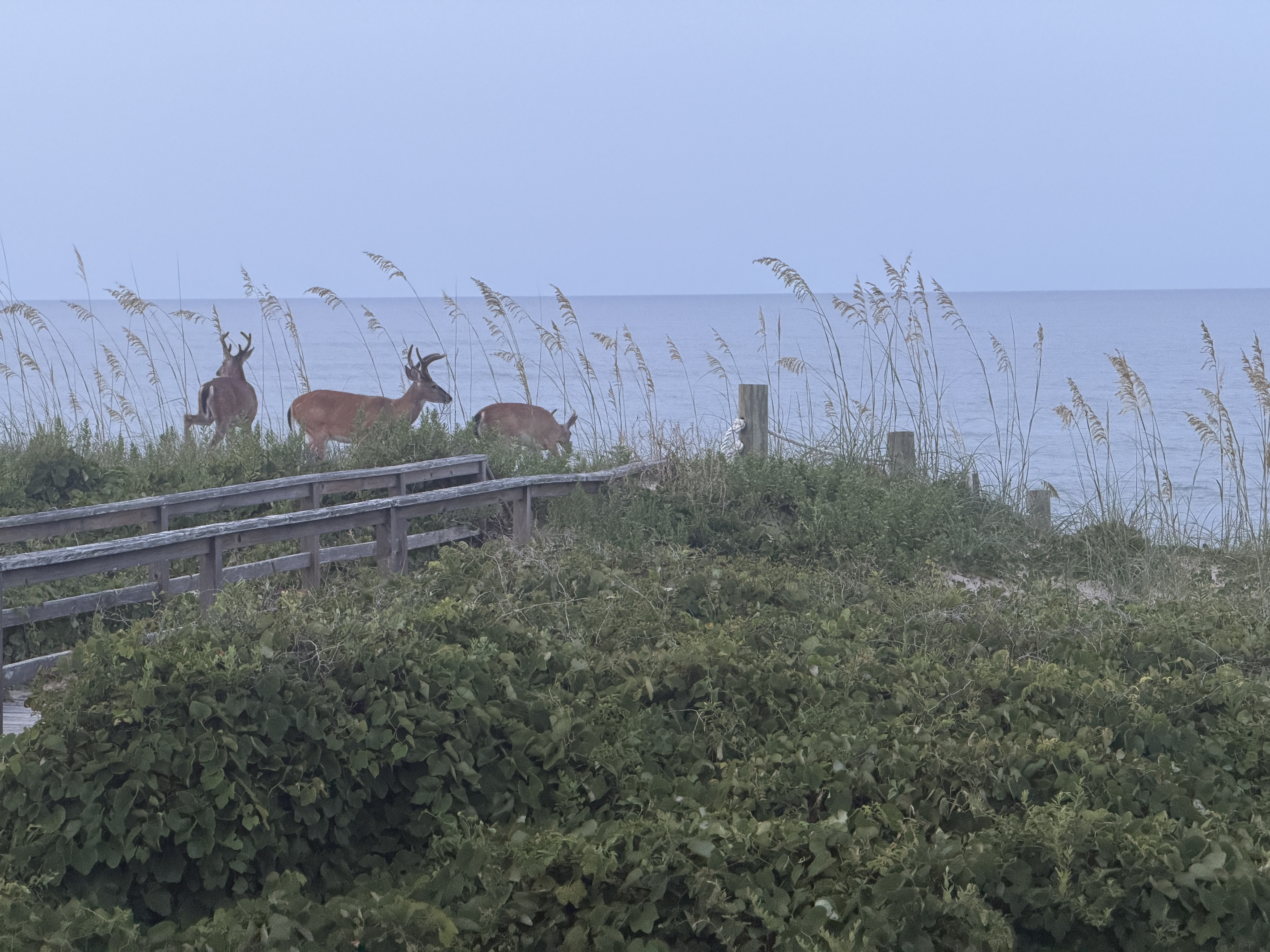 Wild life is never far in quiet Sanderling - view from the deck