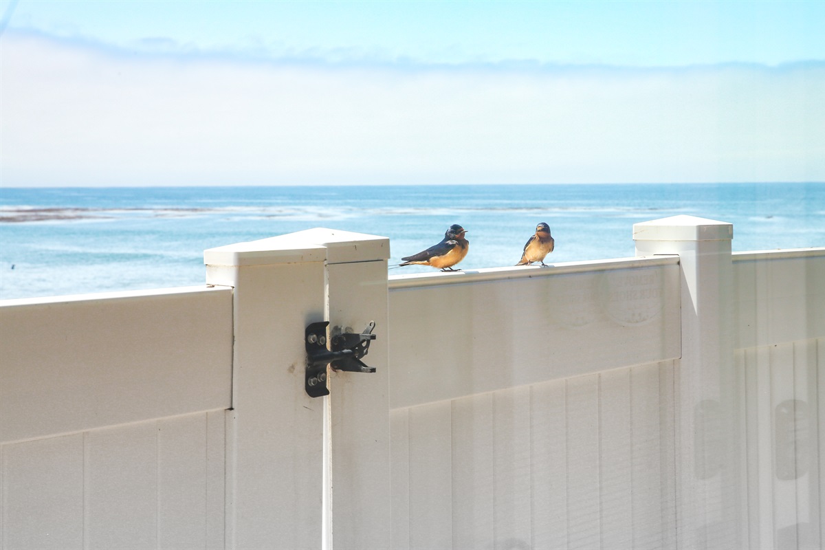 Local wildlife always enjoying the fresh ocean air