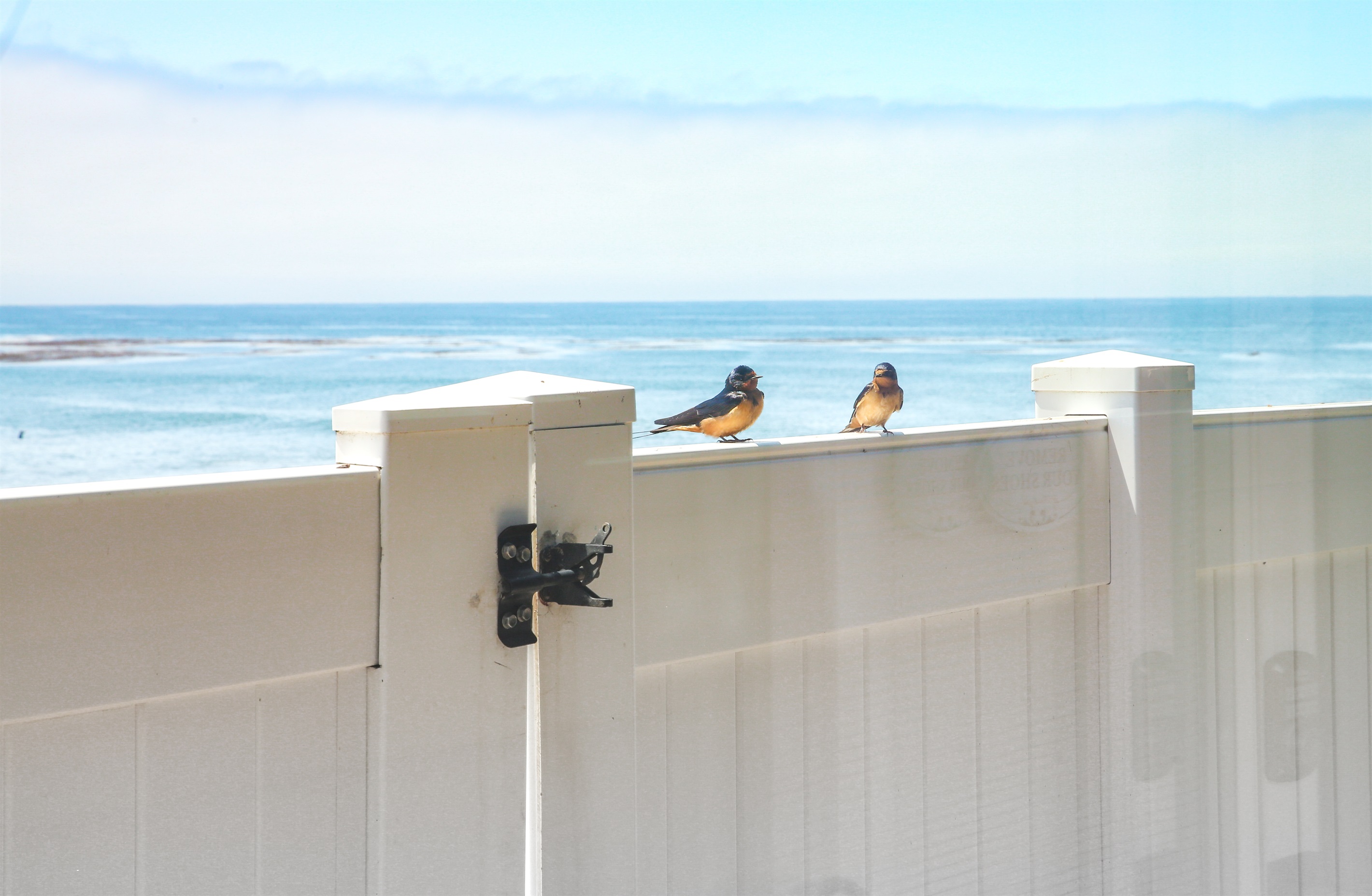 Local wildlife always enjoying the fresh ocean air