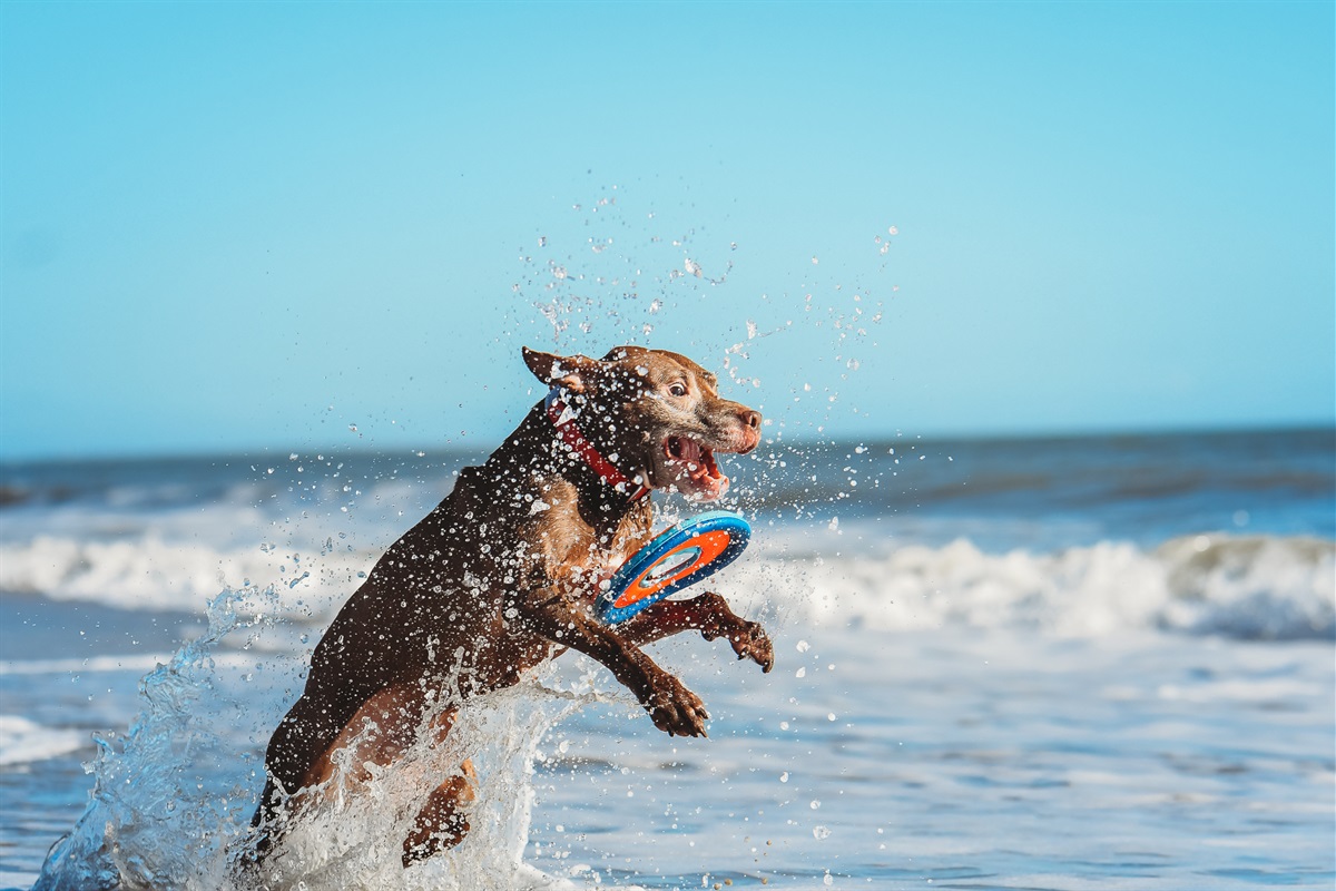 Bob's dogs oak island north clearance carolina