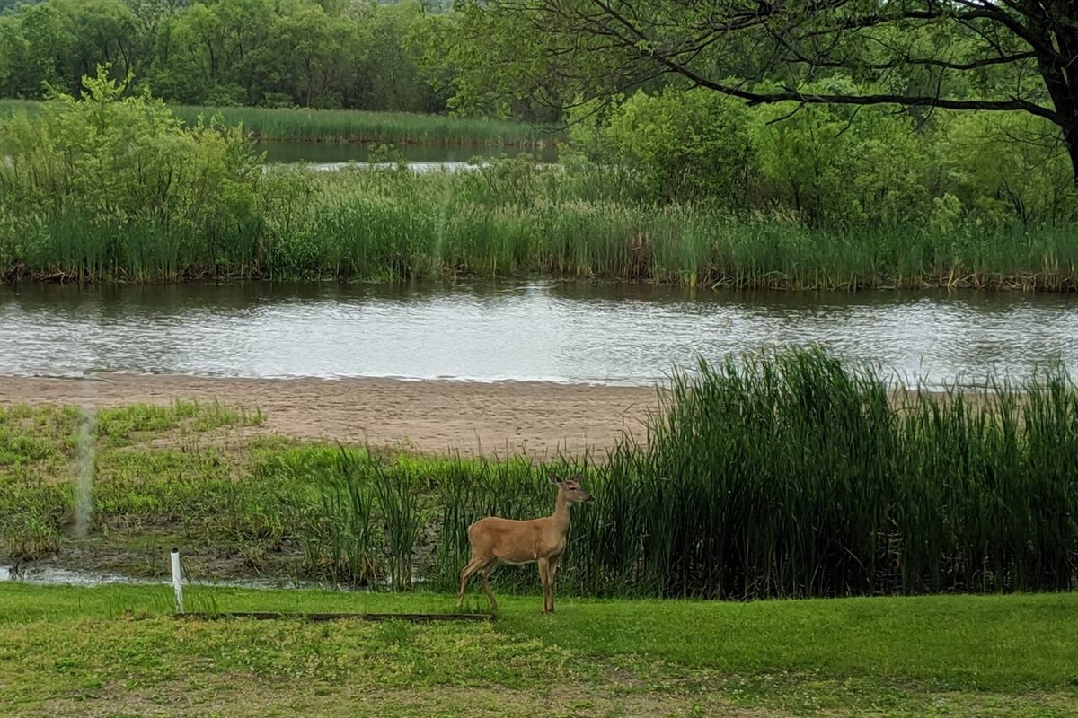 A variety of daily wildlife. Deer, blue heron, sandhill crane, kingfisher are among the most common sites right from the window