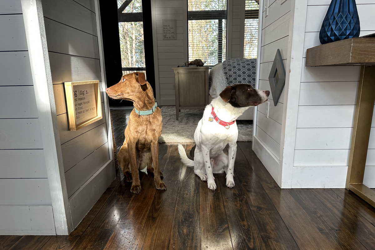 Art and mirror hangs at dog level! #dogfriendly cabin!!