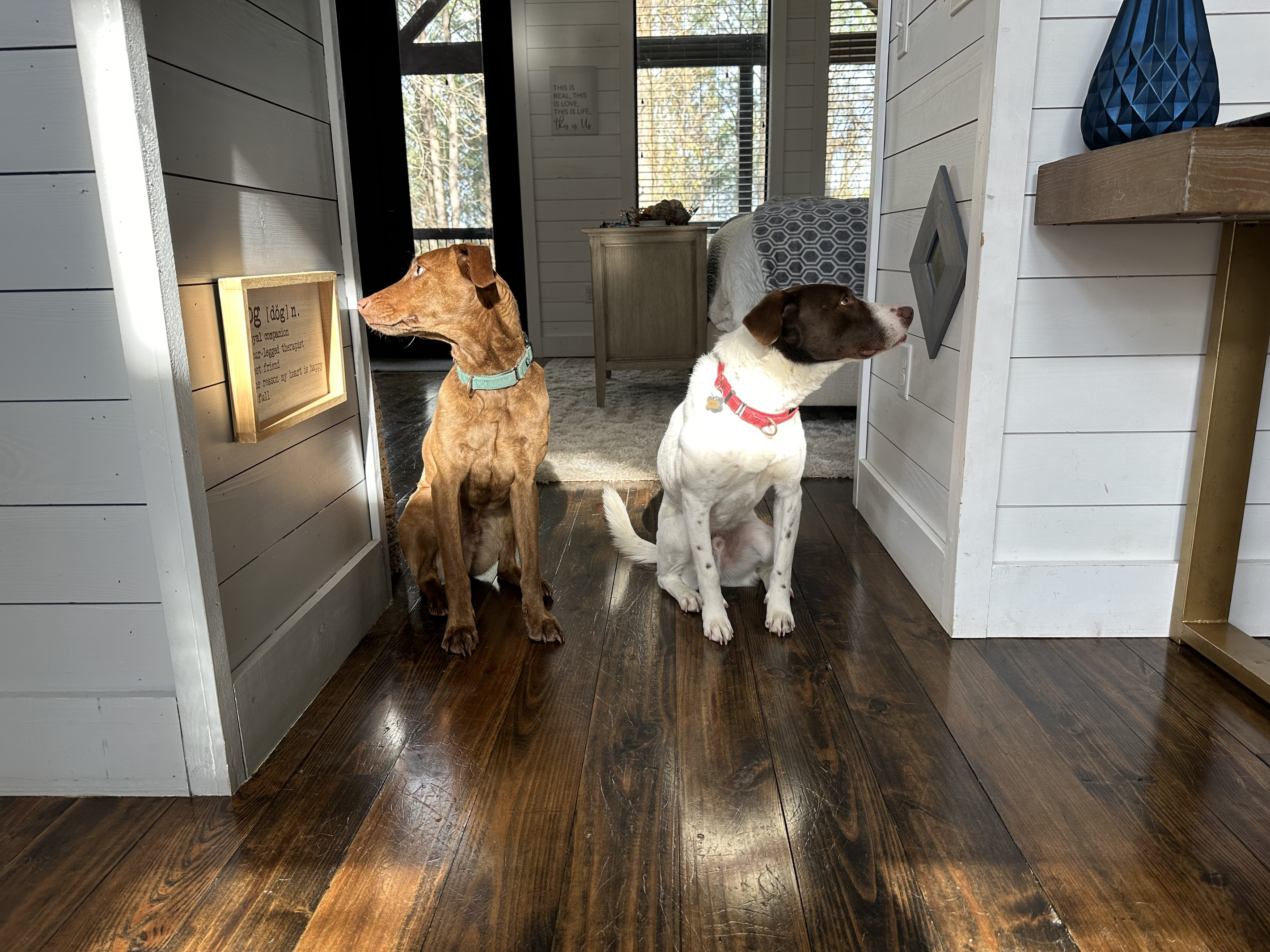 Art and mirror hangs at dog level! #dogfriendly cabin!!