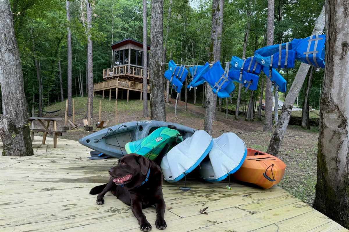 Ollie highly recommends you bring your dog