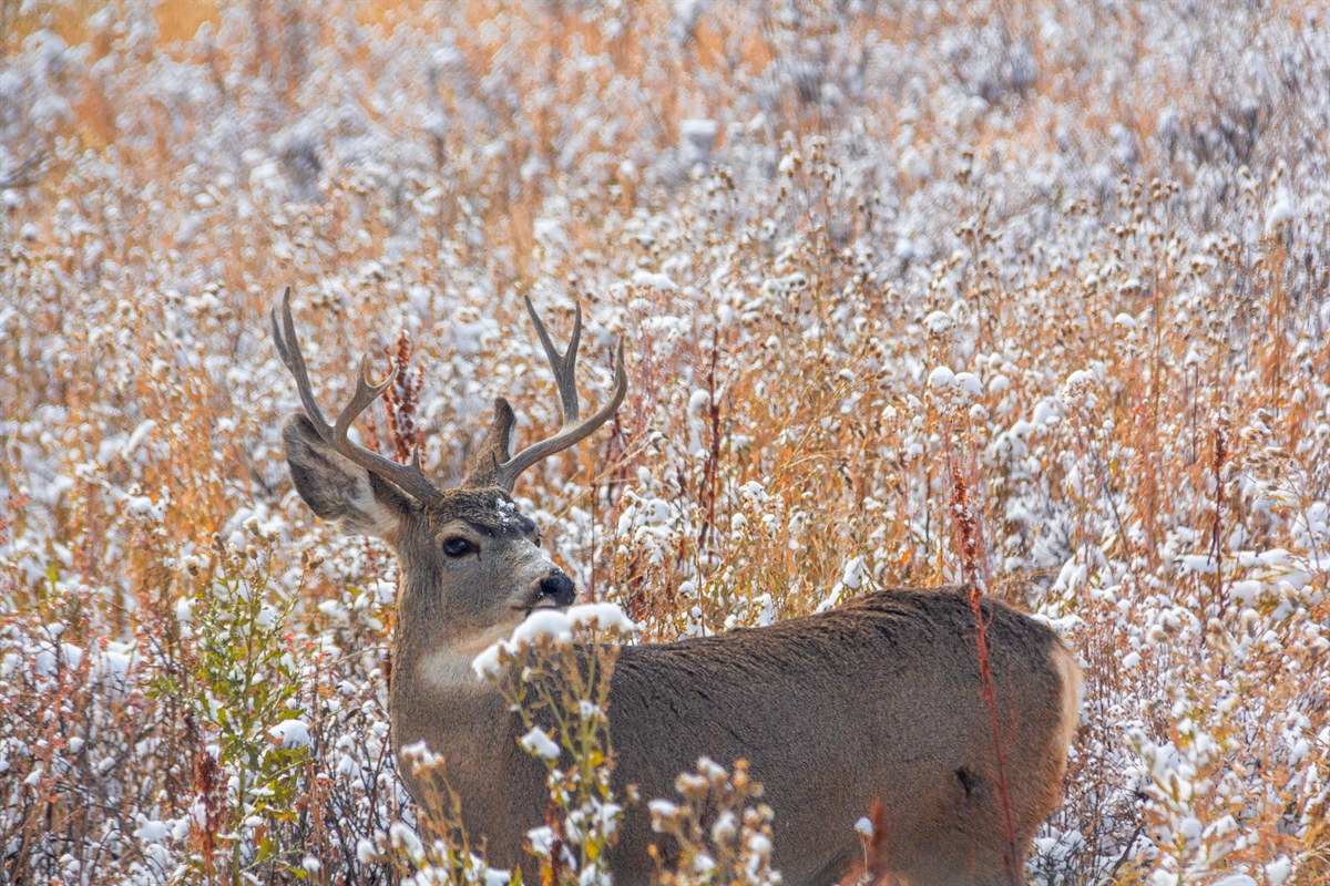 Enjoy the Deer