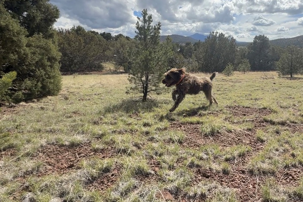 Your pup has and acre and a half to roam freely within our fully fenced yard with goat wire. Bring your four-legged friend along for the adventure