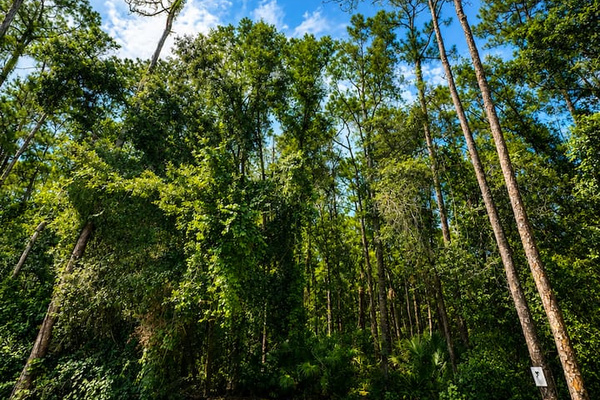 Peaceful surroundings add a relaxing natural backdrop to the community.