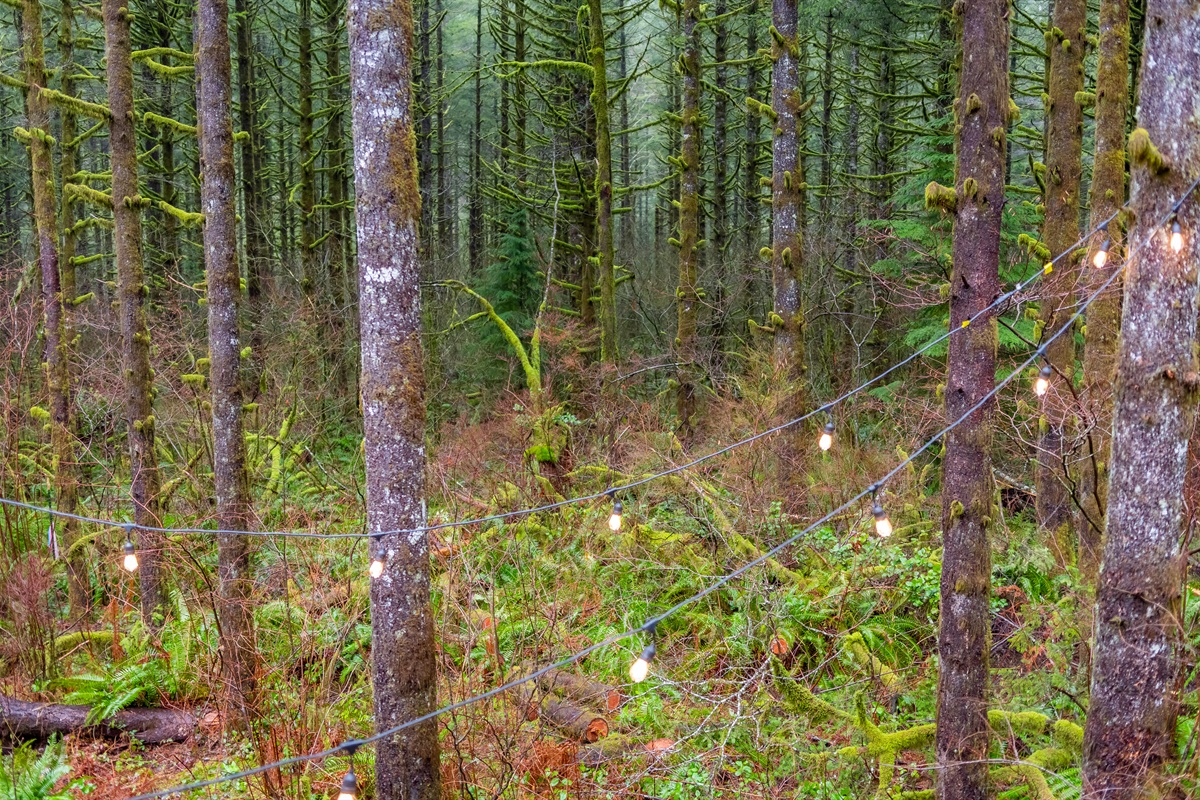 10 Acres of Washington State Forest