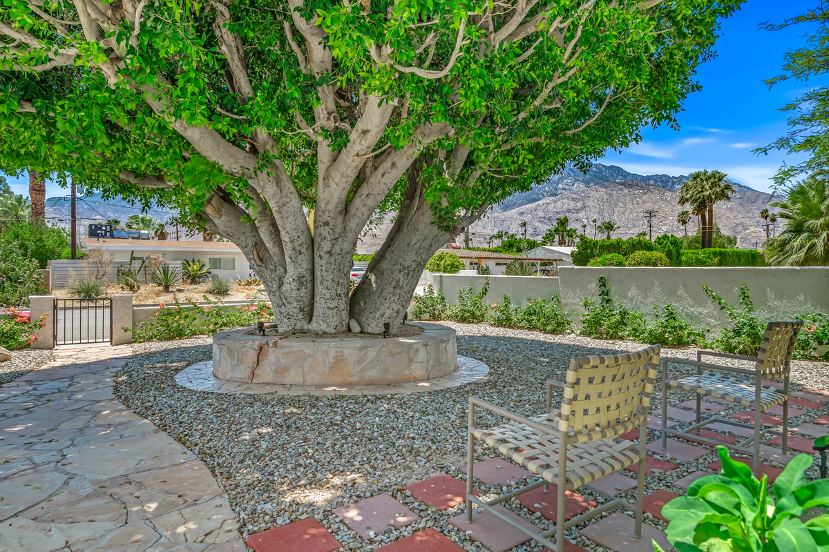 large shade tree
