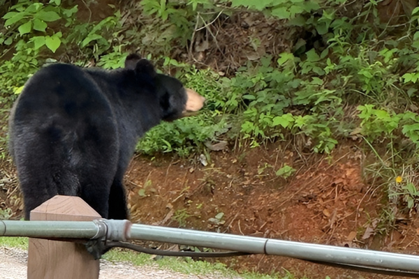 "Front-row seat to these views is the best Smokies experience!" - what our guests say, and we totally agree! Thank you for sharing these memories with us!