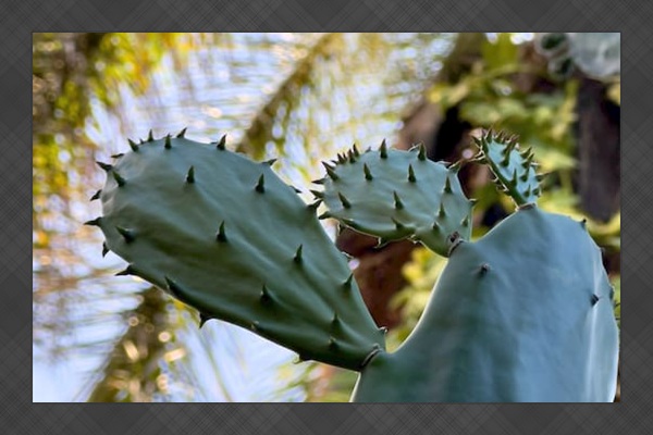 The lush garden includes a variety of beautiful tropical plants.  