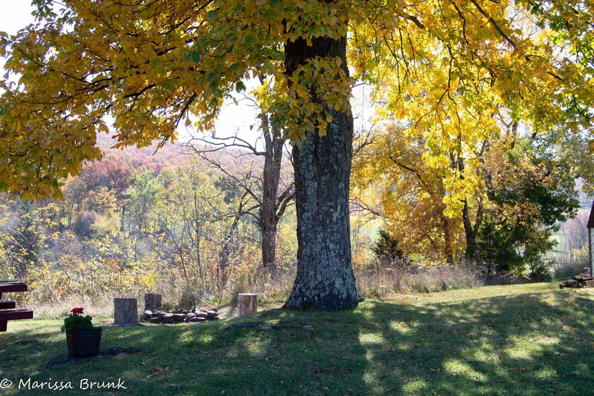 The firepit and picnic area on a golden fall morning!