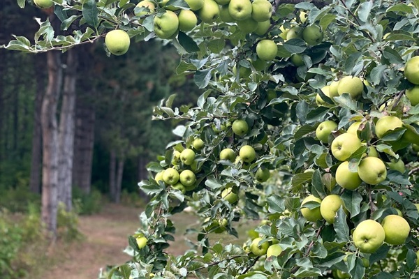 Sunset Valley Orchard, down the road from the cottages