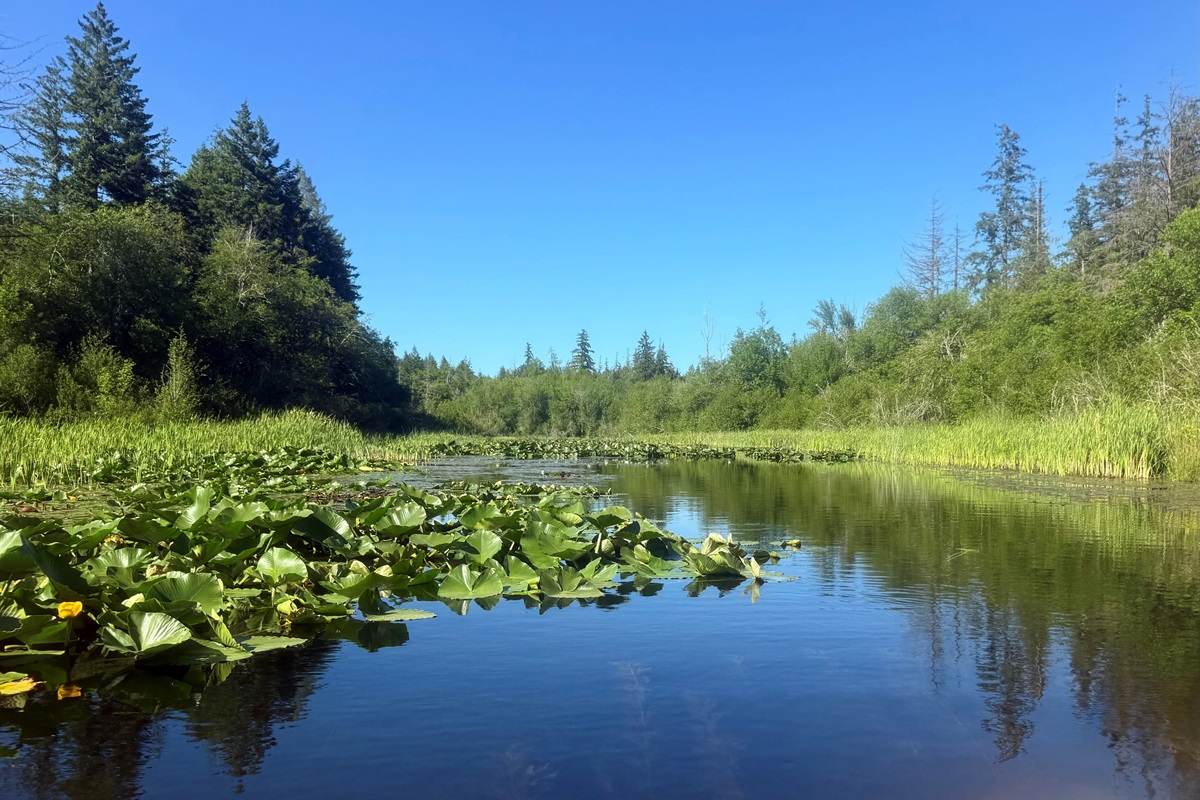 Kayaking Mill Creek