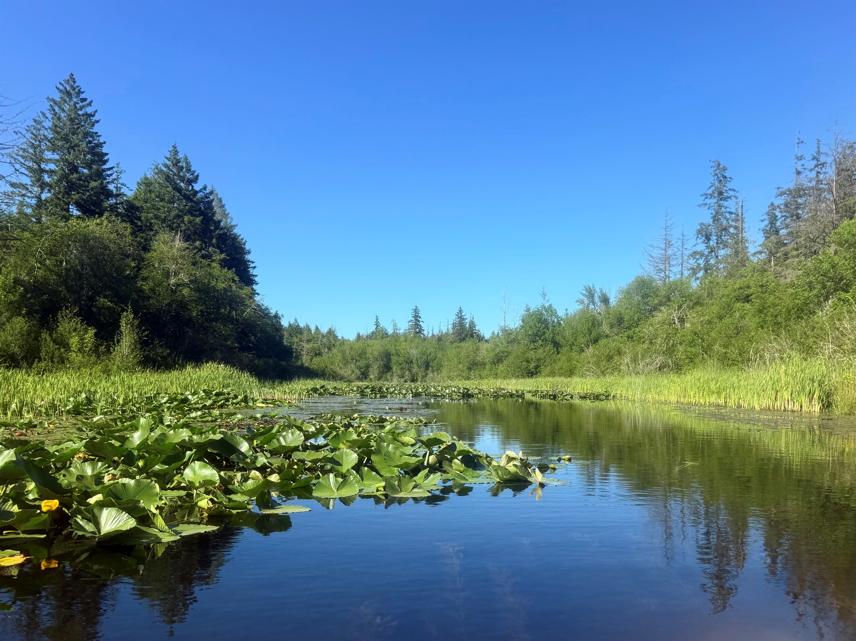 Kayaking Mill Creek