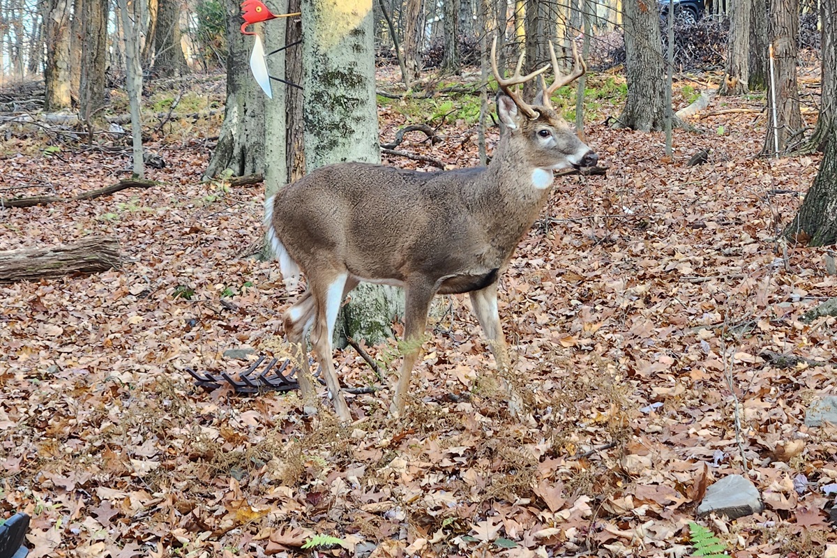 Wildlife - Arrowhead Lake - Serhii Vacation Rentals