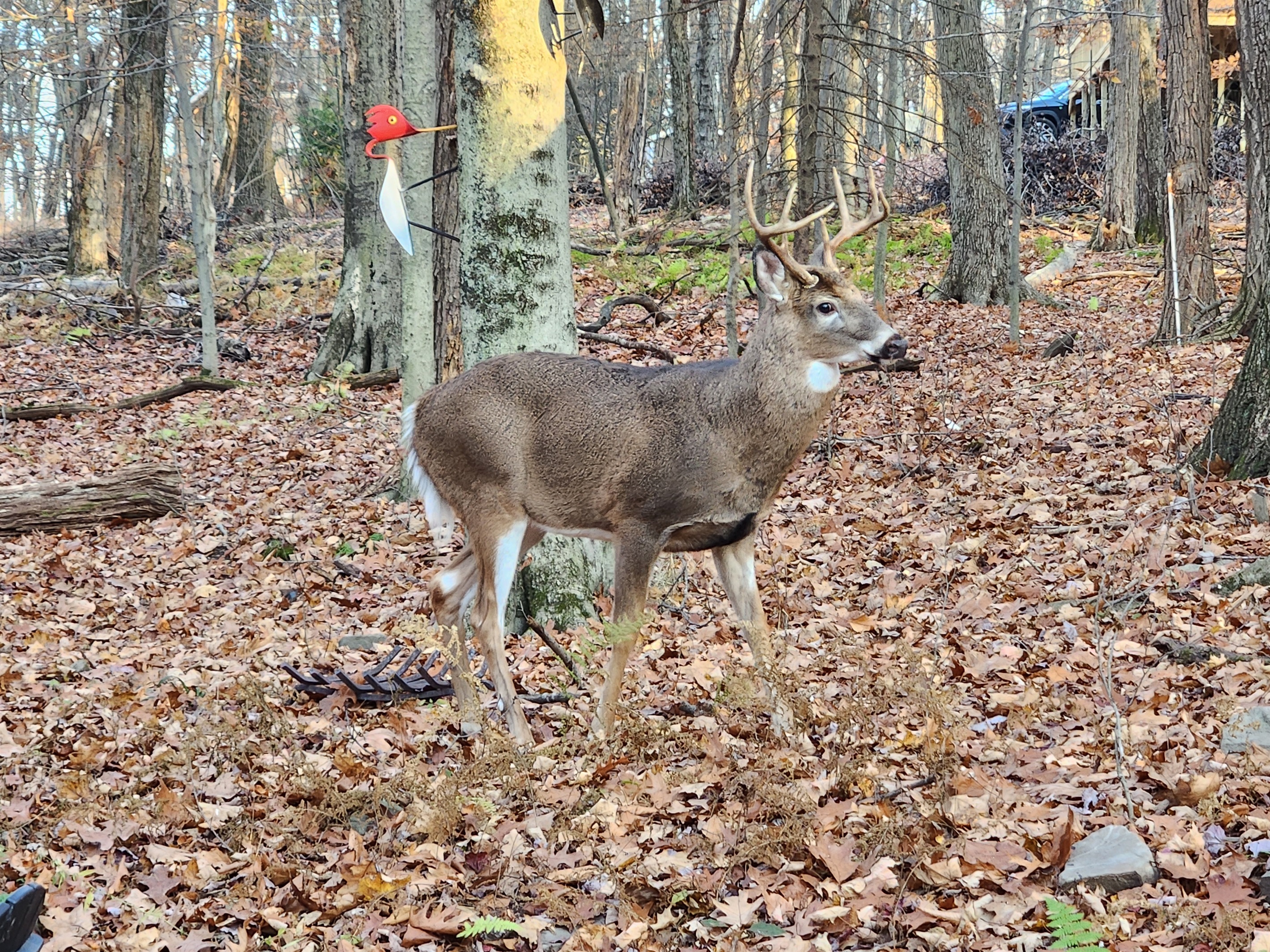 Wildlife - Arrowhead Lake - Serhii Vacation Rentals