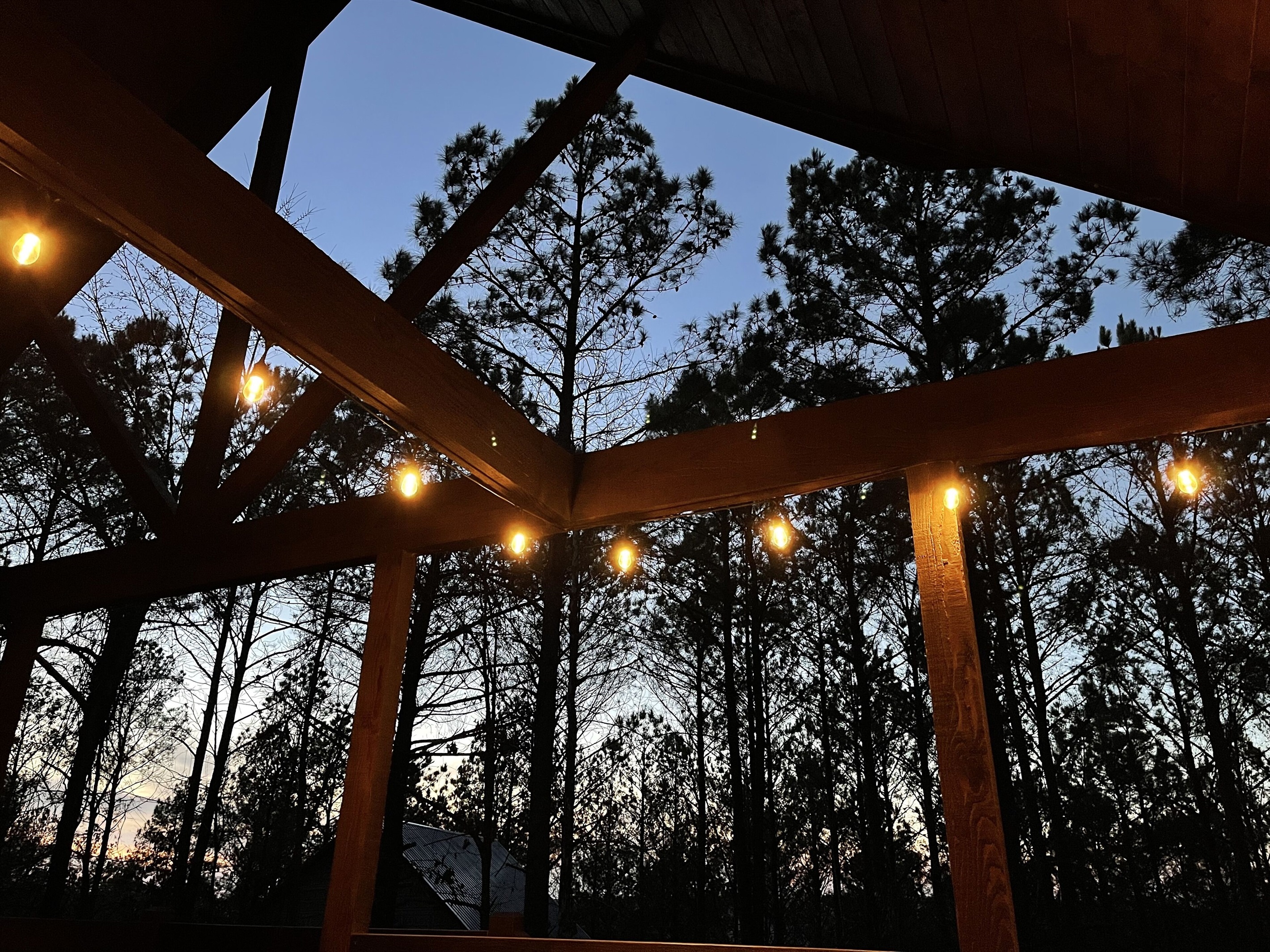 Towering pines from the back porch of First Kiss!