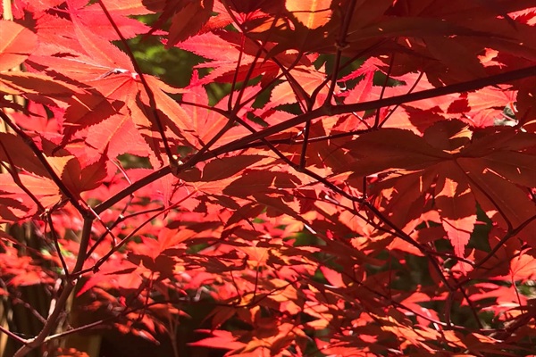 Autumn colors