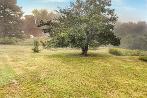 beautiful garden with single tree