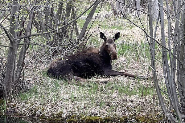 3 minutes from house by bike to famous Bitterroot River for world class fishing, floating, hiking, biking and all things Montana.