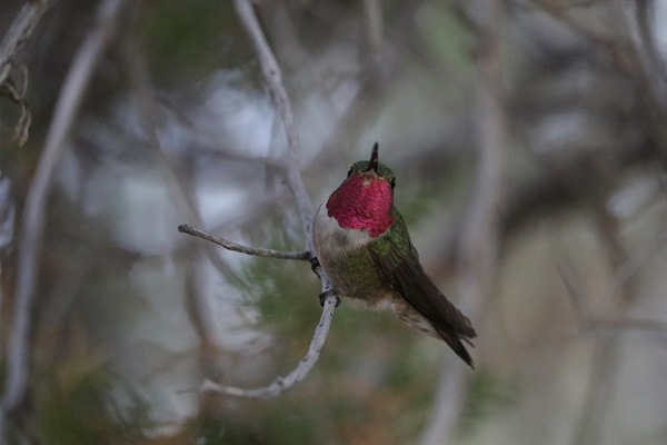 Hummingbird