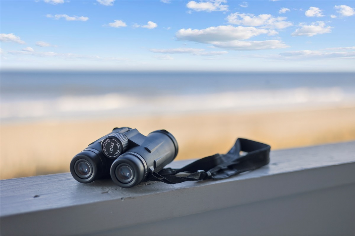 How many dolphins will you spot?