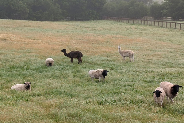 Our pasture mowing crew on a misty morning. Sheep, goats and alpacas graze together, each at their own pace—a lovely reminder that there’s no need to rush here.