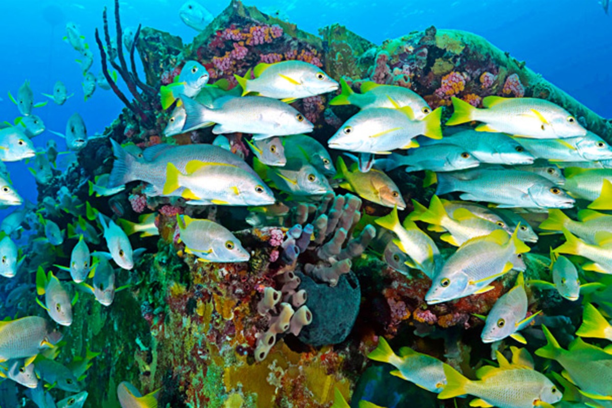 Reef Fish