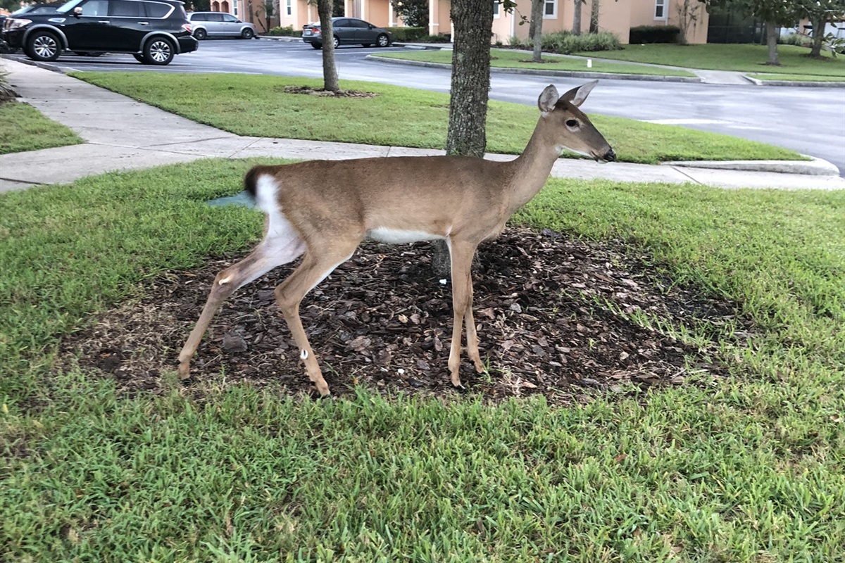Local wildlife
