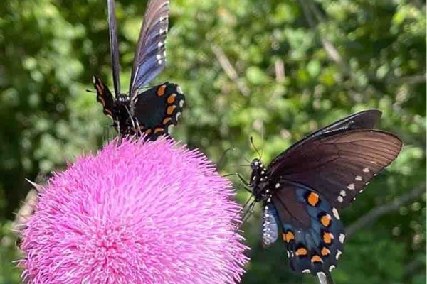 The Diana Fritillary Butterfly is the Arkansas State Butterfly and the inspiration for the mural on the side of the container.  If you visit in the spring or summer, you will certainly see these in their natural wonder. 