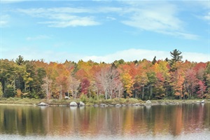 forest and lake