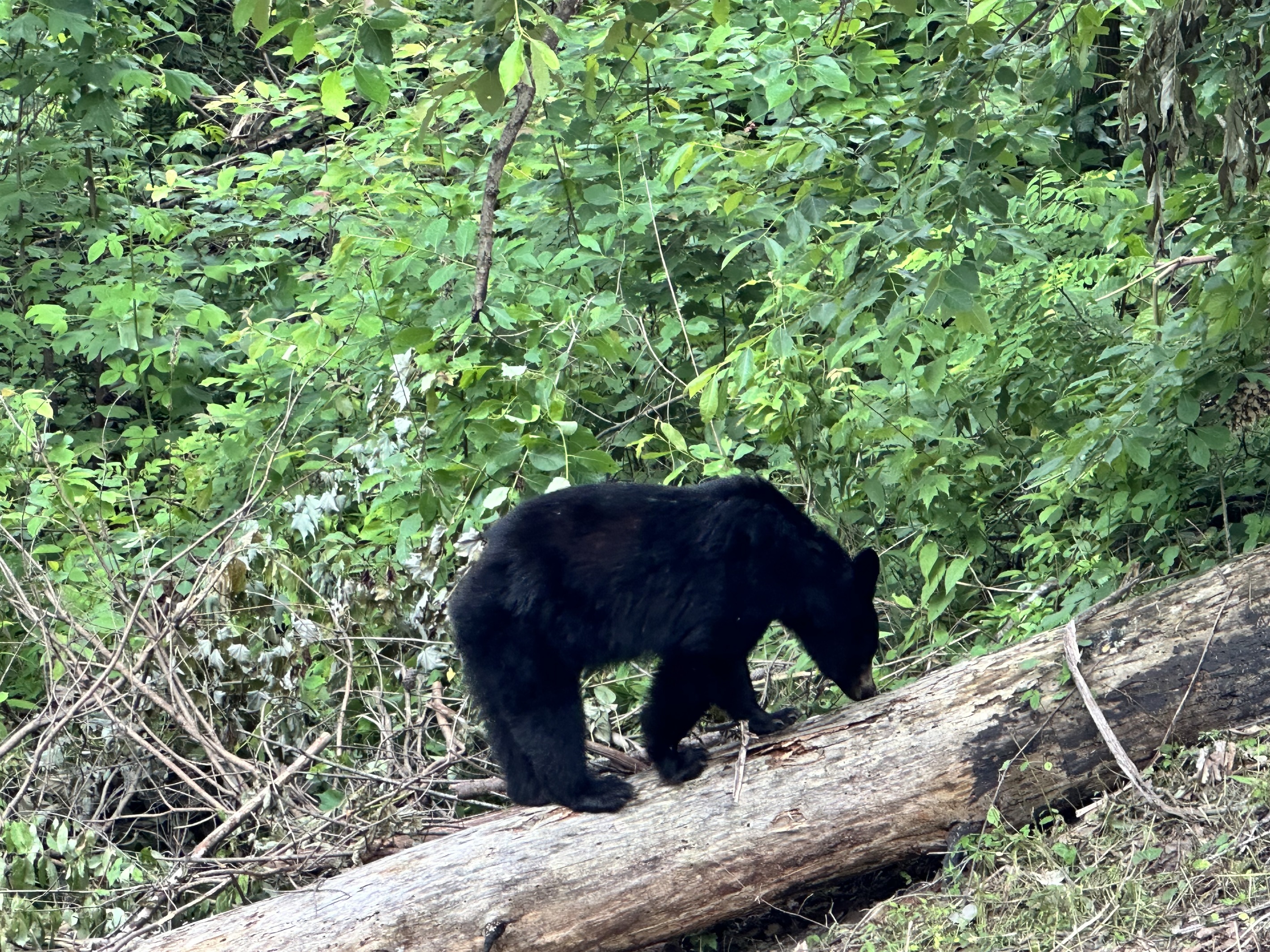 Searching for Snacks