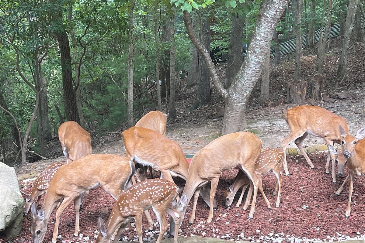 Deer in Front Yard