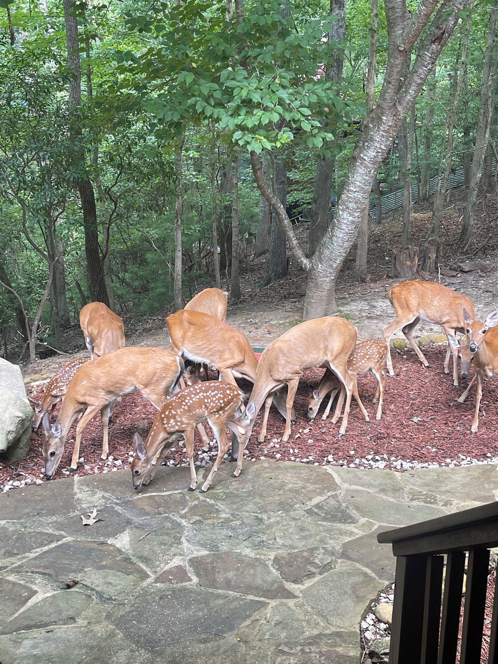 Deer in Front Yard