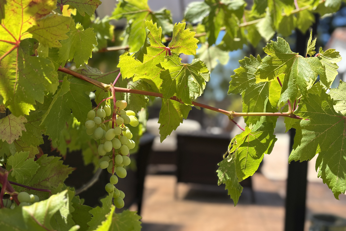 Welcome to wine country!