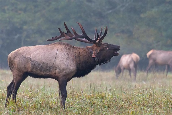 Elk