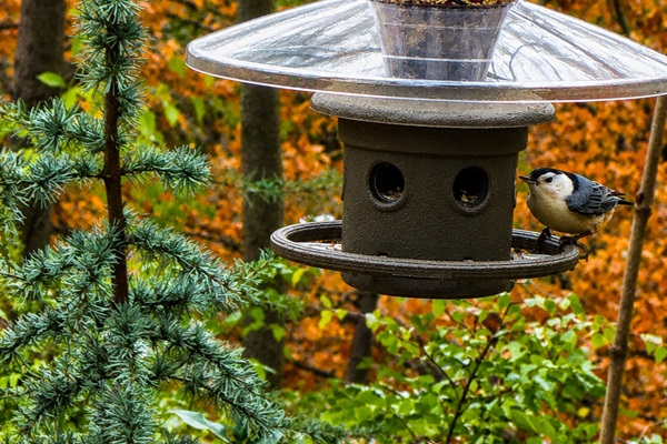 Bird feeding in Bird Garden.