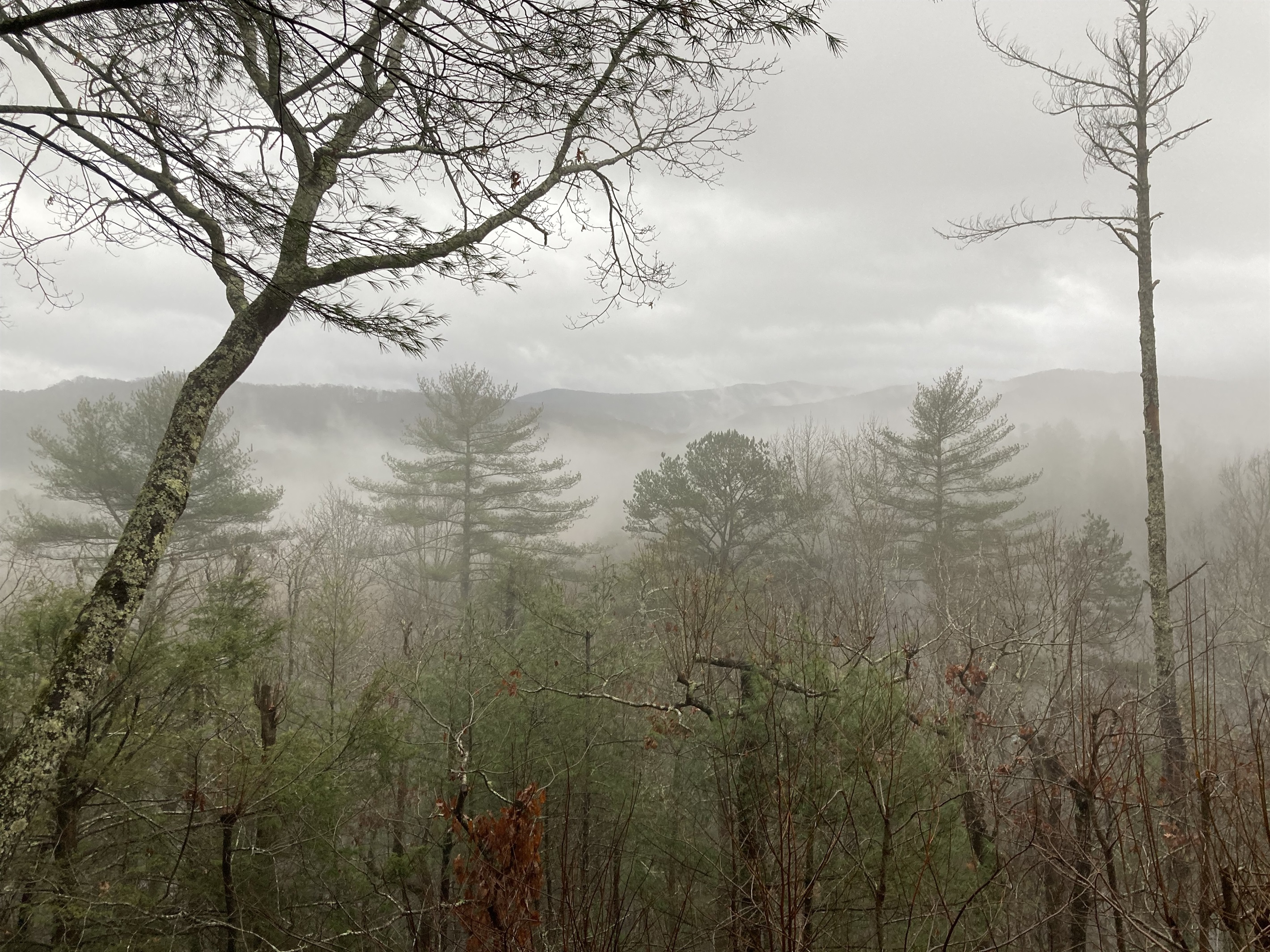 Misty view from the cabin on a cloudy day.