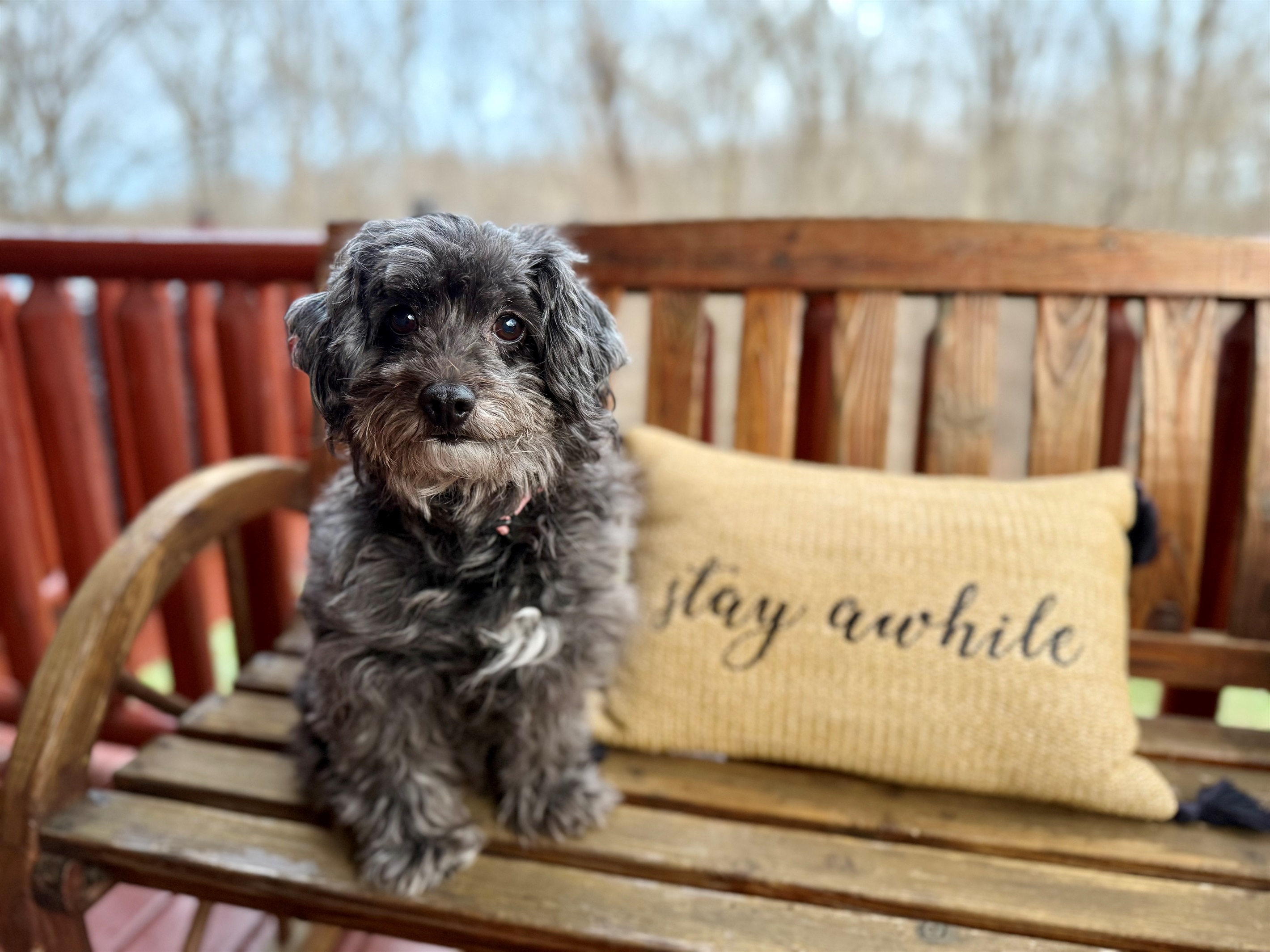 Canine Fur Babies are Welcome! We even have a fenced in backyard for them.