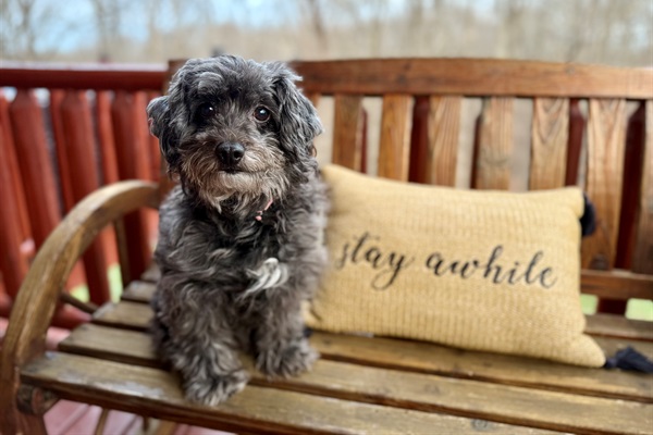 Canine Fur Babies are Welcome! We even have a fenced in backyard for them.