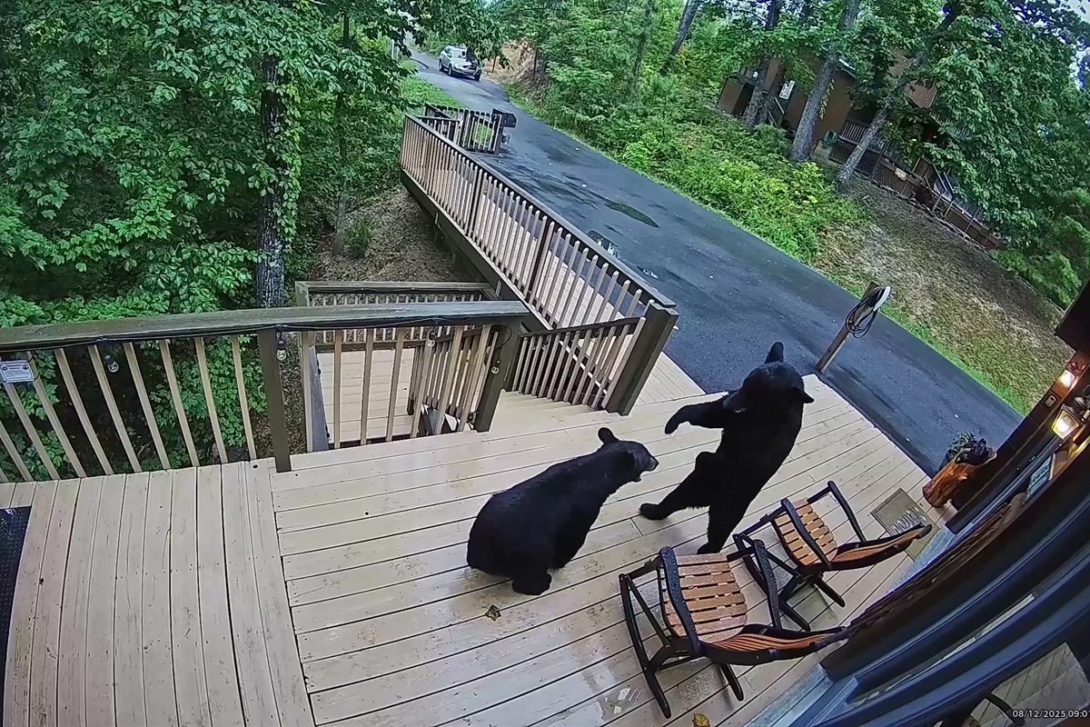 Our Neighborhood Bears