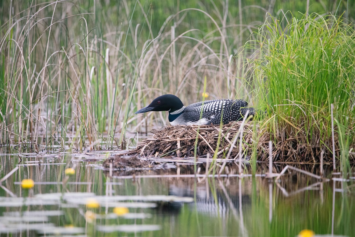 Listen at dusk for the Loons nearby
